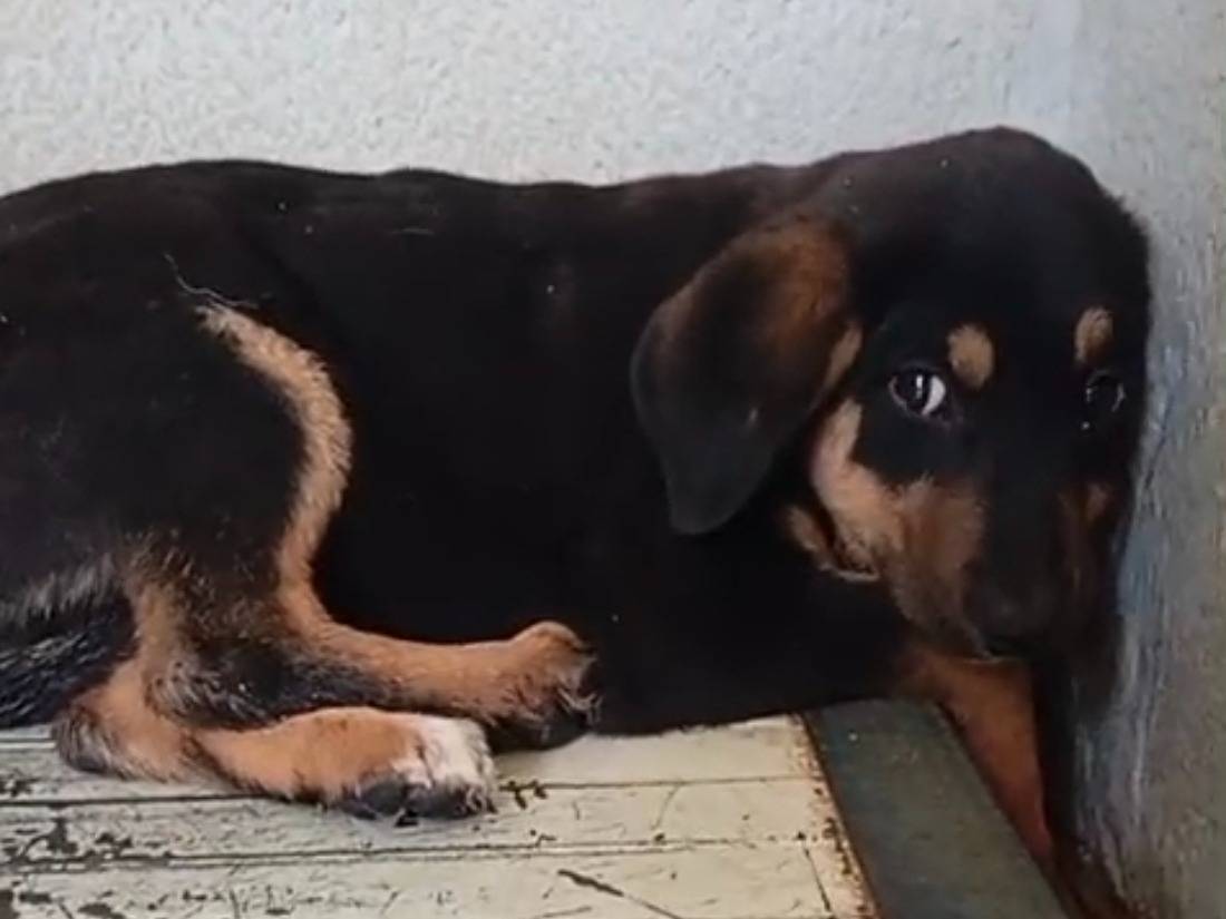 Adotta un cane, femmina, 3 mesi, Caserta