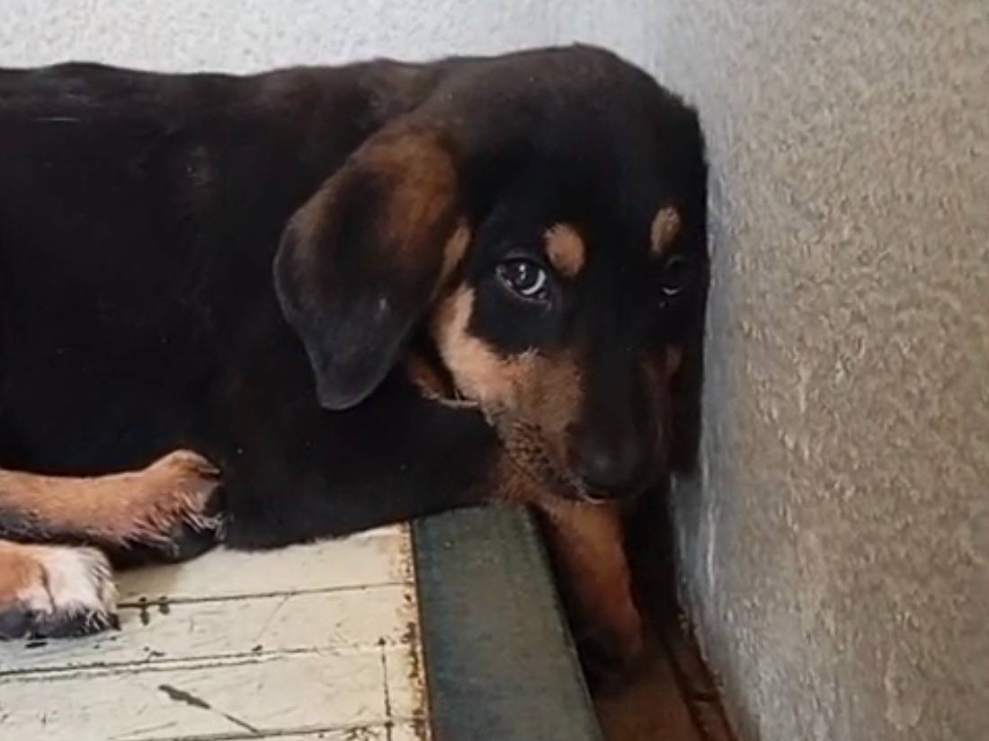 Adotta un cane, taglia media, femmina, Caserta