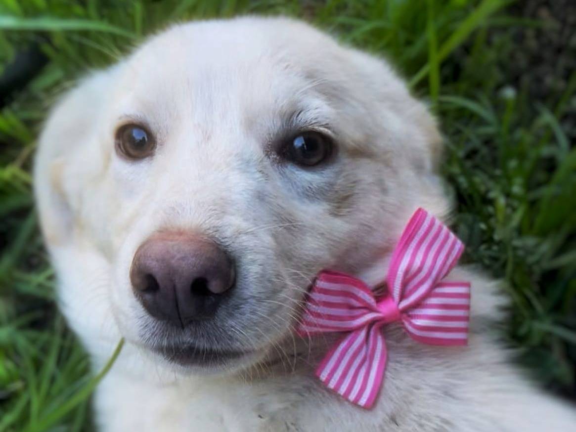 Adozione cane, femmina, Razza sconosciuta Razza sconosciuta, 7 mesi, taglia media contenuta, Crotone