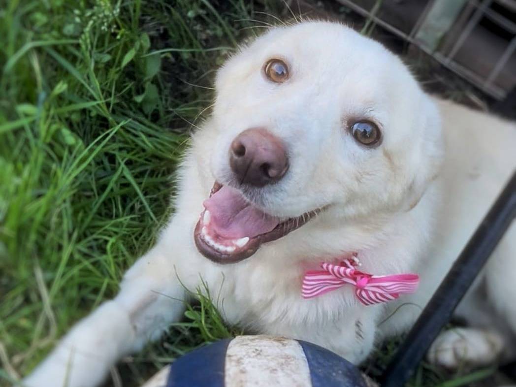 Adotta un cane, femmina, 7 mesi, Crotone