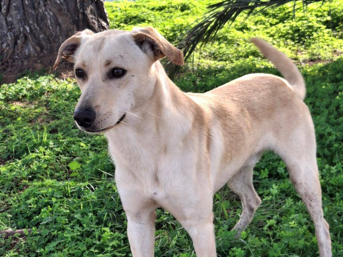 Adotta un cane, taglia media contenuta, maschio, Crotone