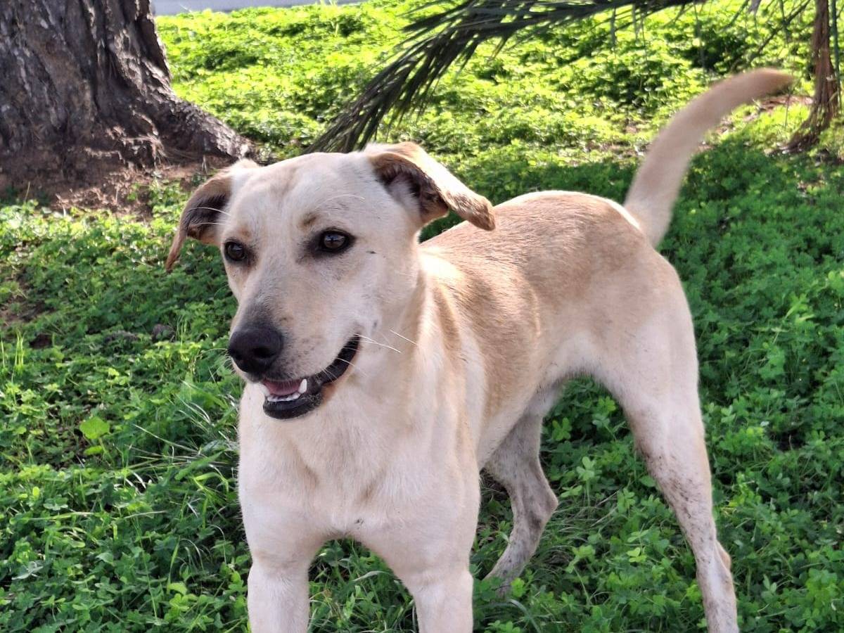 Vuoi adottare un cane a Crotone?