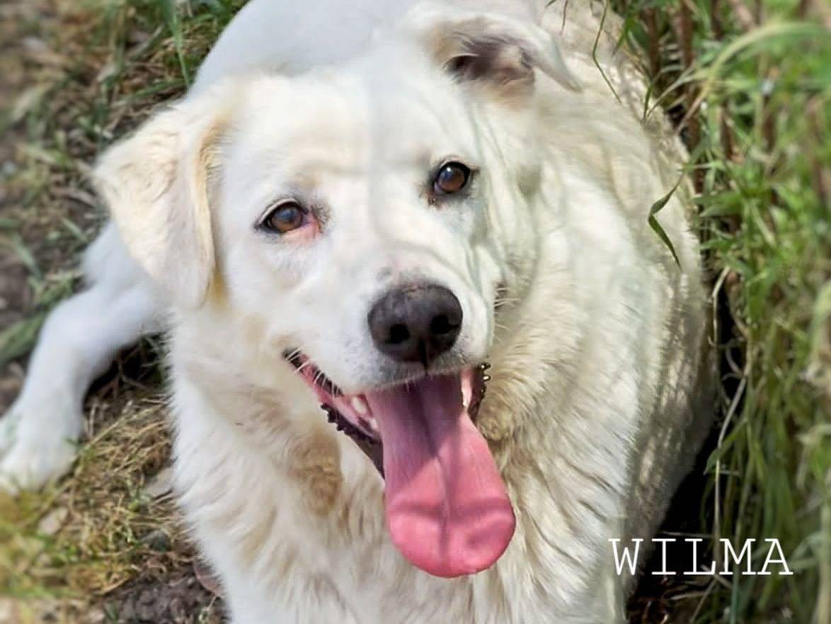 Adozione cane, femmina, Razza sconosciuta Razza sconosciuta, 2 anni e 1 mese, taglia media, Crotone