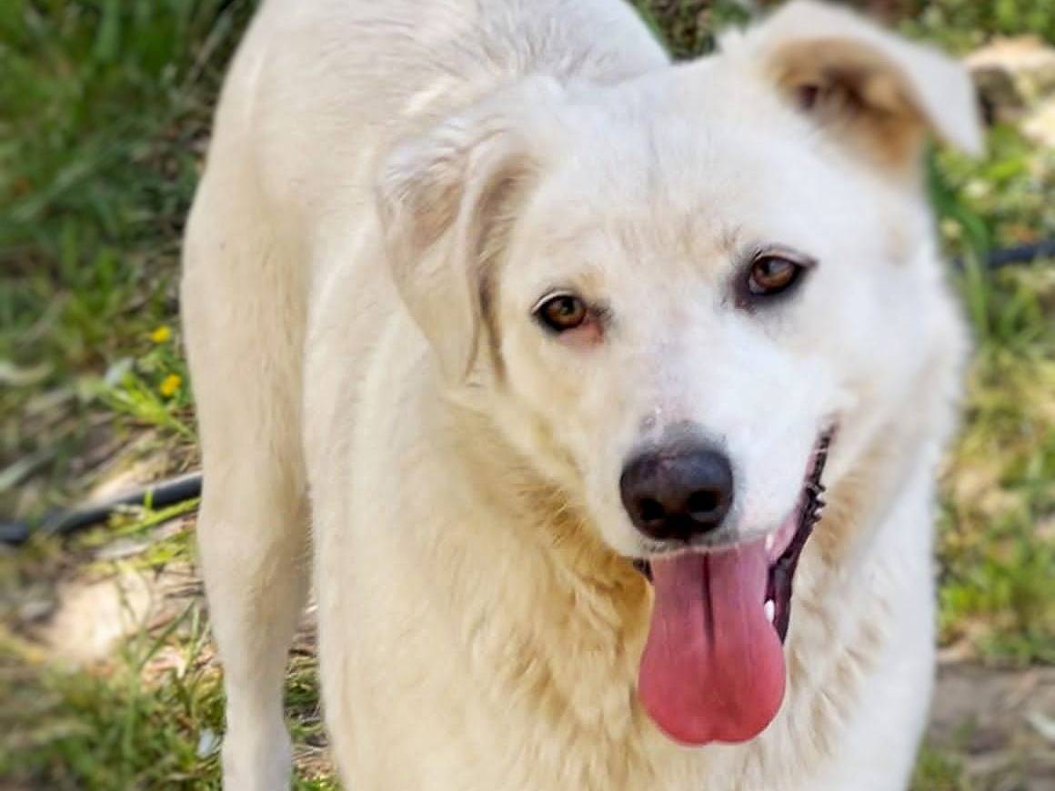 Adotta un cane, femmina, 2 anni e 1 mese, Crotone