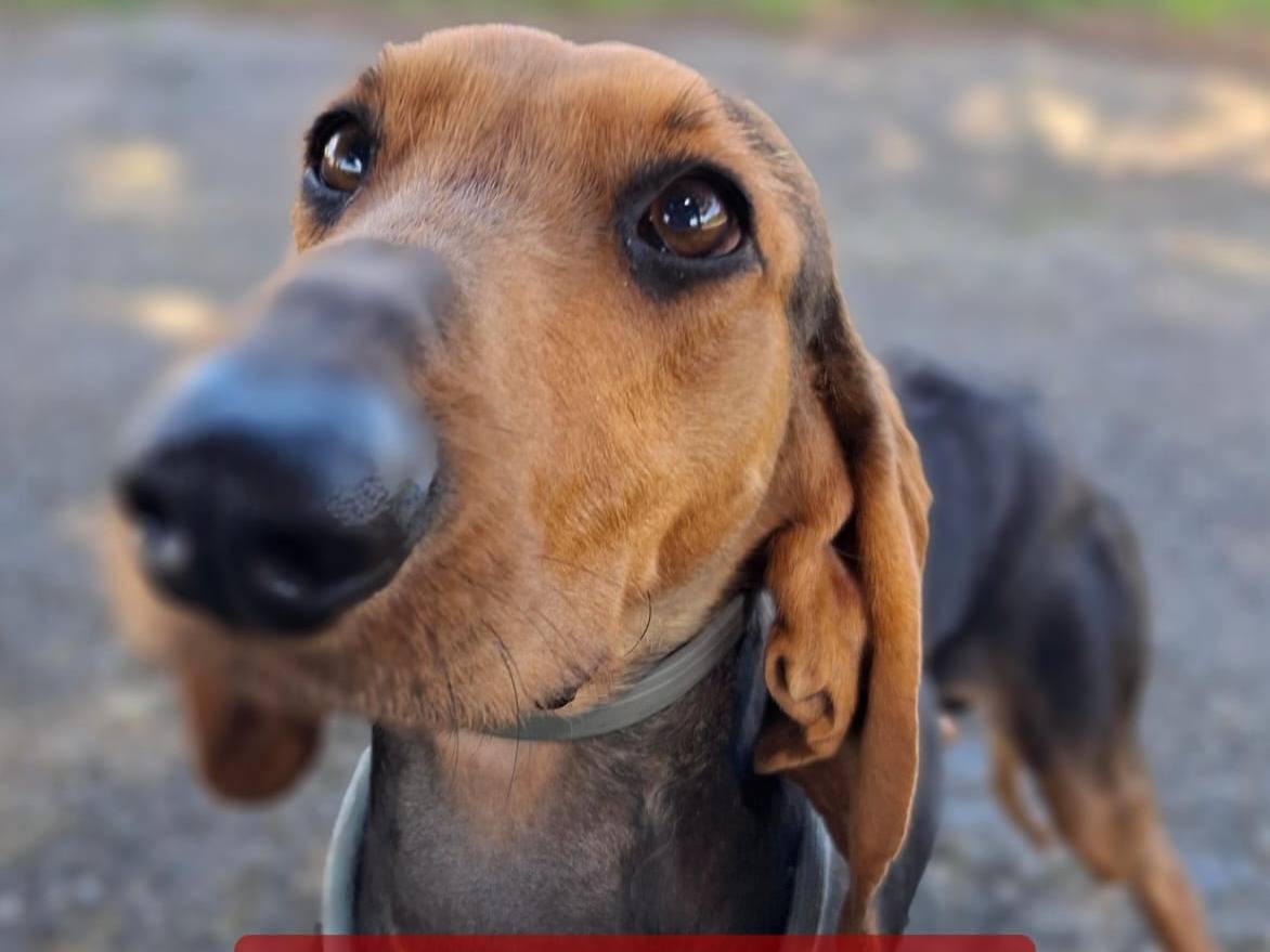 Adozione cane, maschio, Segugio Razza sconosciuta, 2 anni e 1 mese, taglia media contenuta, Crotone