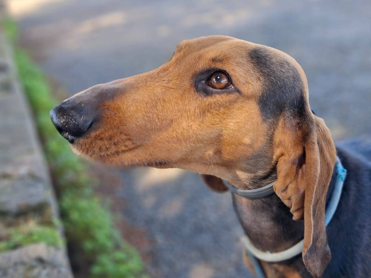 Adotta un cane, taglia media contenuta, maschio, Crotone