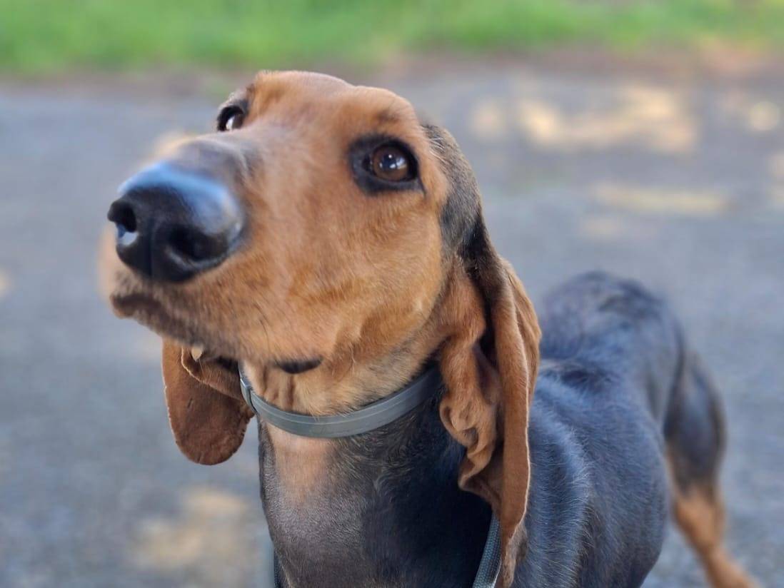 Vuoi adottare un cane a Crotone?