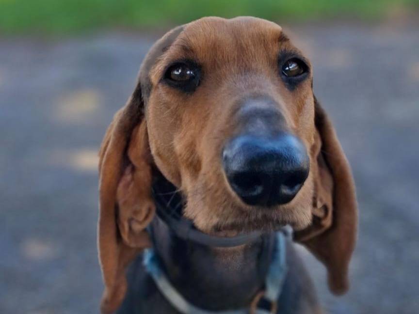 Adotta il cane Bobo a Crotone