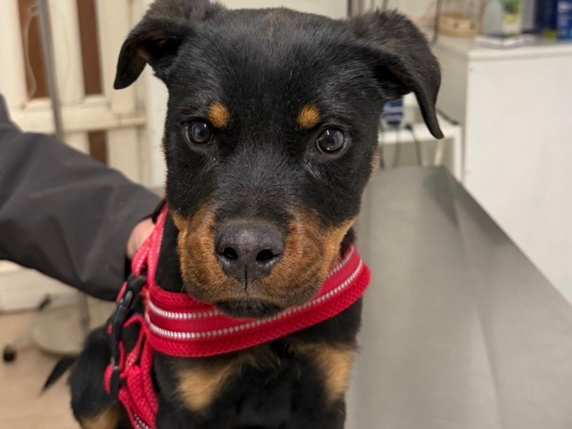 Adozione cane, maschio, Rottweiler Razza sconosciuta, 4 mesi, taglia grande, Avellino