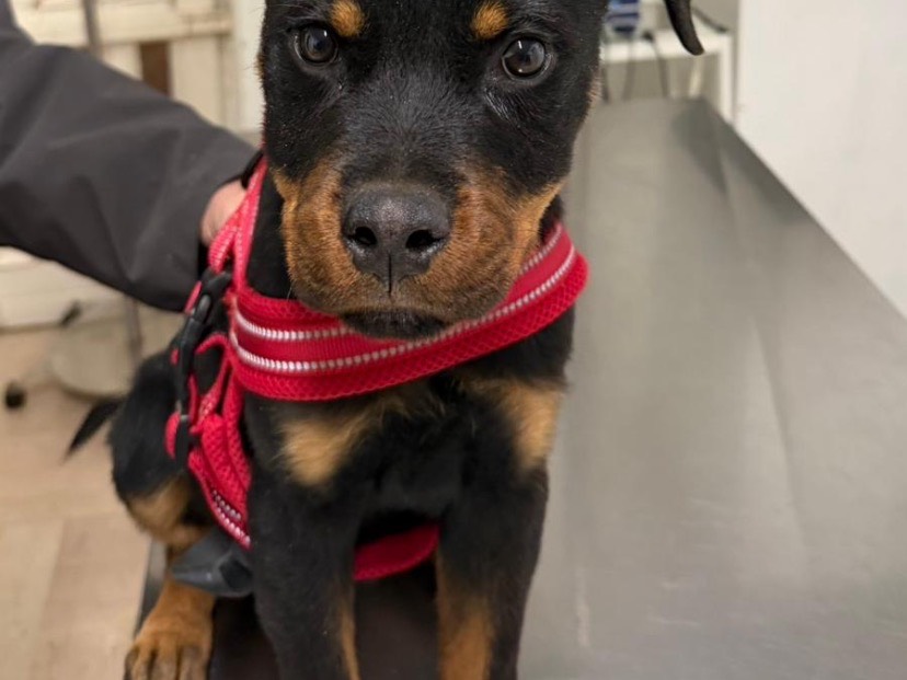 Adotta un cane, maschio, 4 mesi, Avellino