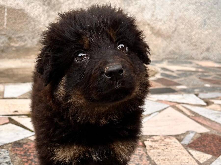 Adozione cane, femmina, Razza sconosciuta Razza sconosciuta, 3 mesi, taglia media, Catanzaro