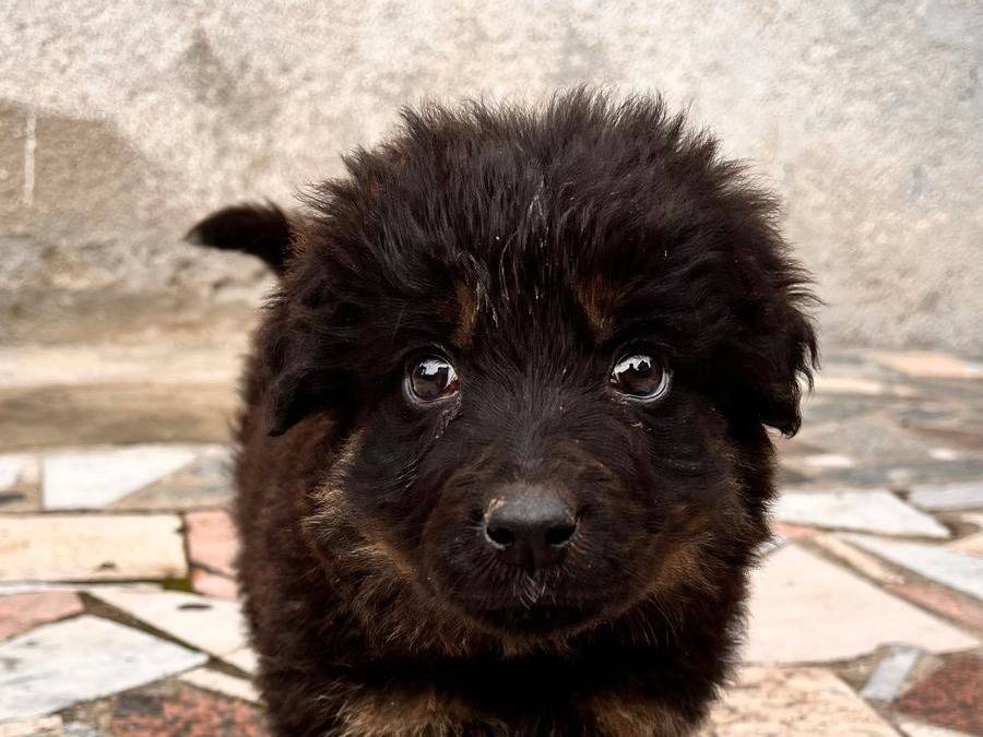 Adotta un cane, femmina, 3 mesi, Catanzaro