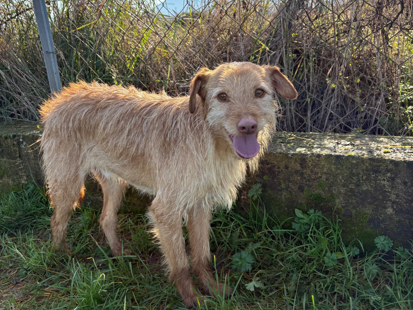 Adozione cane, maschio, Spinone Razza sconosciuta, 2 anni e 3 mesi, taglia piccola, Frosinone
