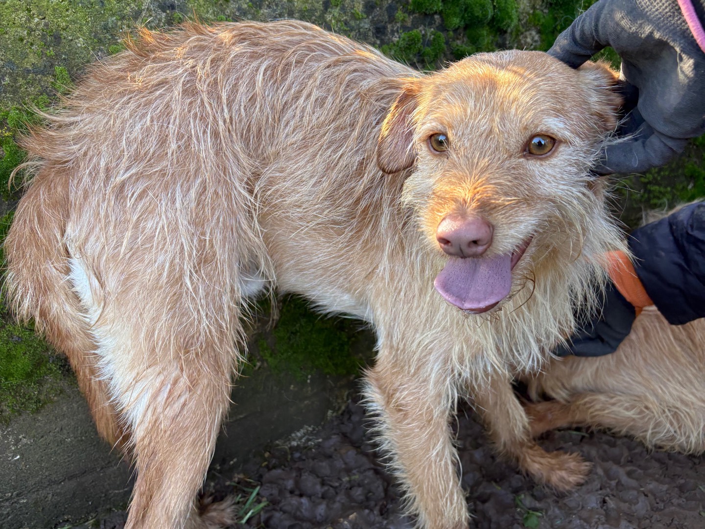 Adotta un cane, maschio, 2 anni e 3 mesi, Frosinone