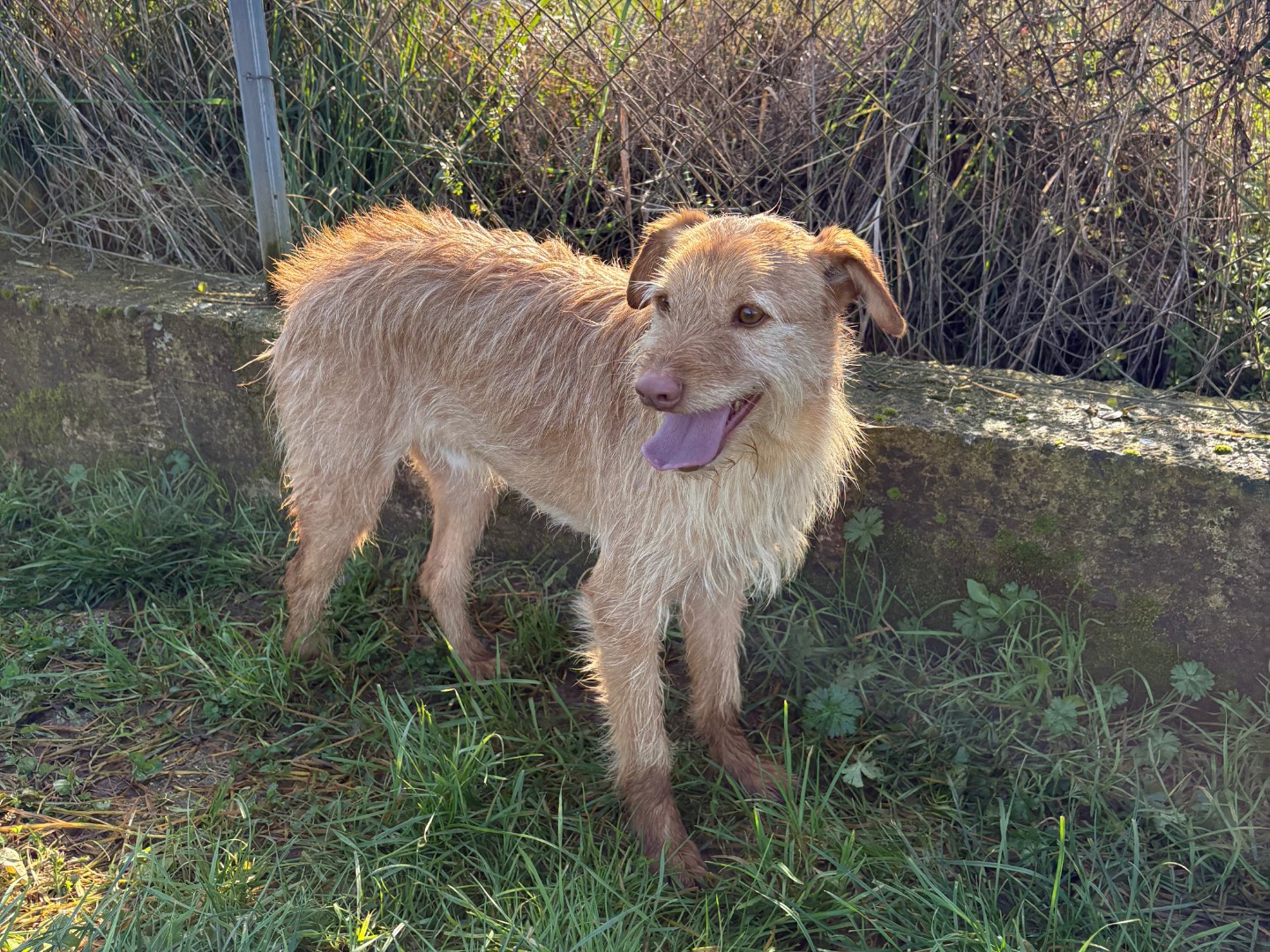 Adotta un cane, taglia piccola, maschio, Frosinone