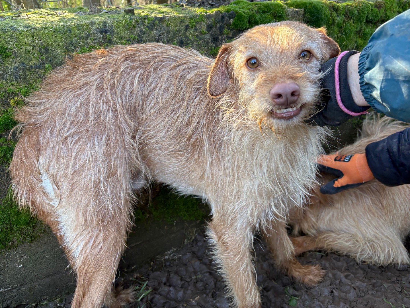 Vuoi adottare un cane a Frosinone?