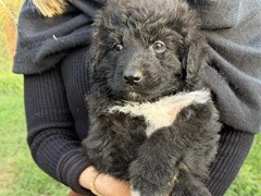 Vuoi adottare un cane a Latina?