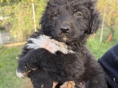 Adotta il cane Loto a Latina