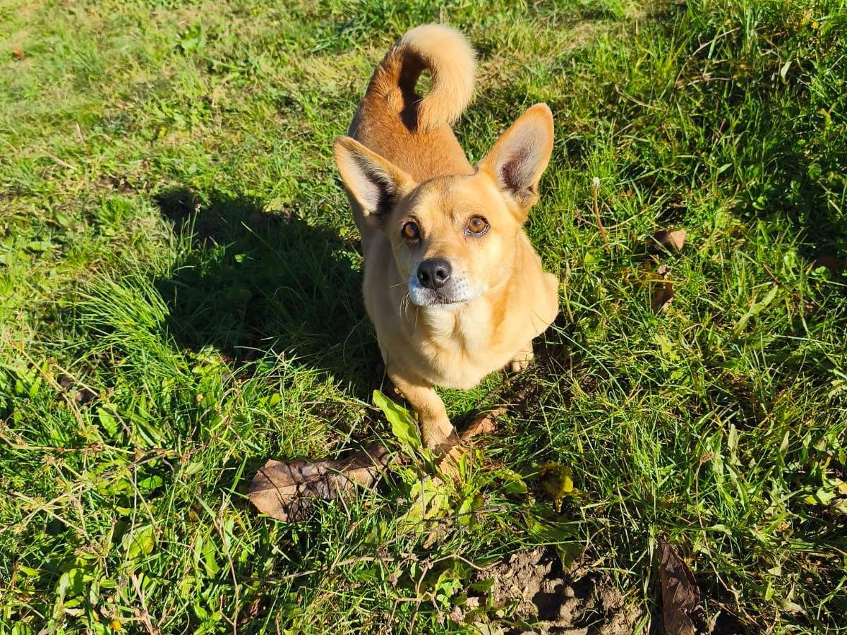Adozione cane, maschio, Razza sconosciuta Razza sconosciuta, 7 anni, taglia piccola, Avellino