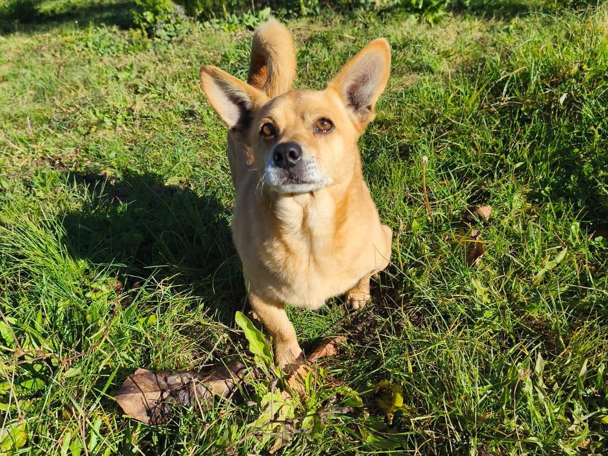 Adotta un cane, maschio, 7 anni, Avellino