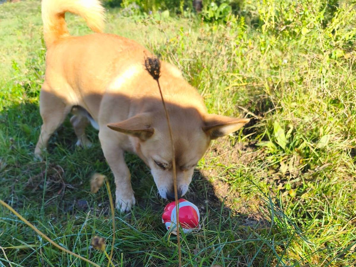 Adotta un cane, taglia piccola, maschio, Avellino
