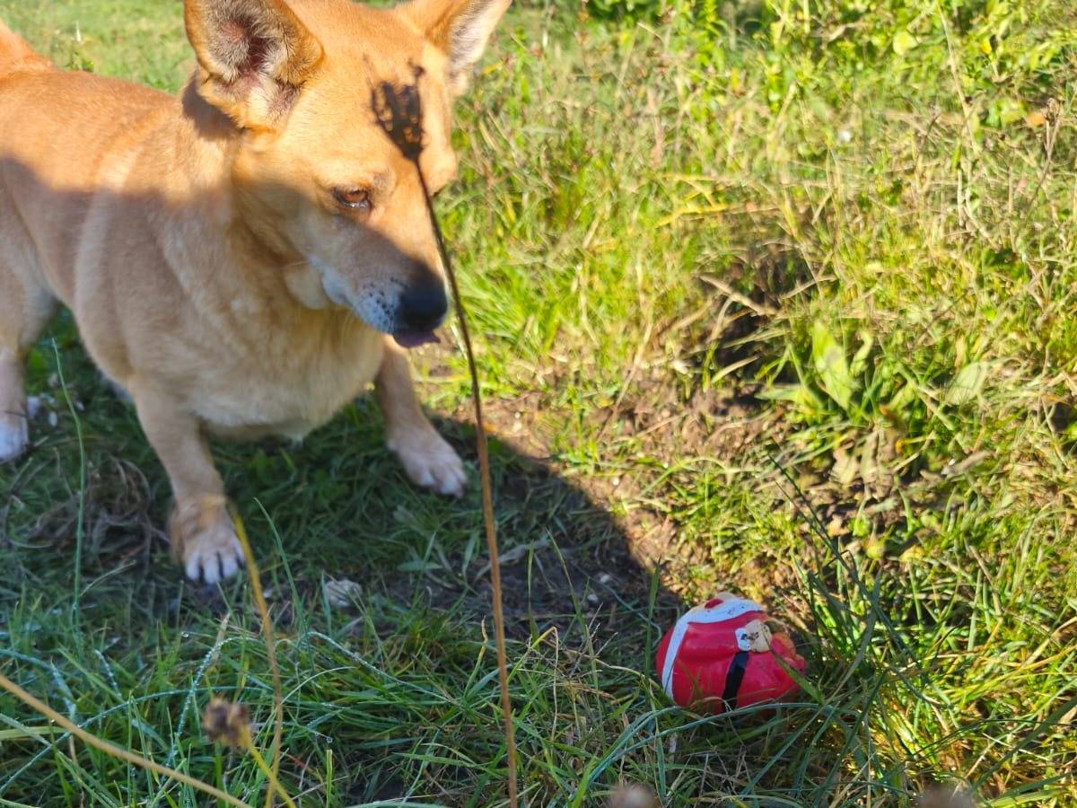 Vuoi adottare un cane a Avellino?