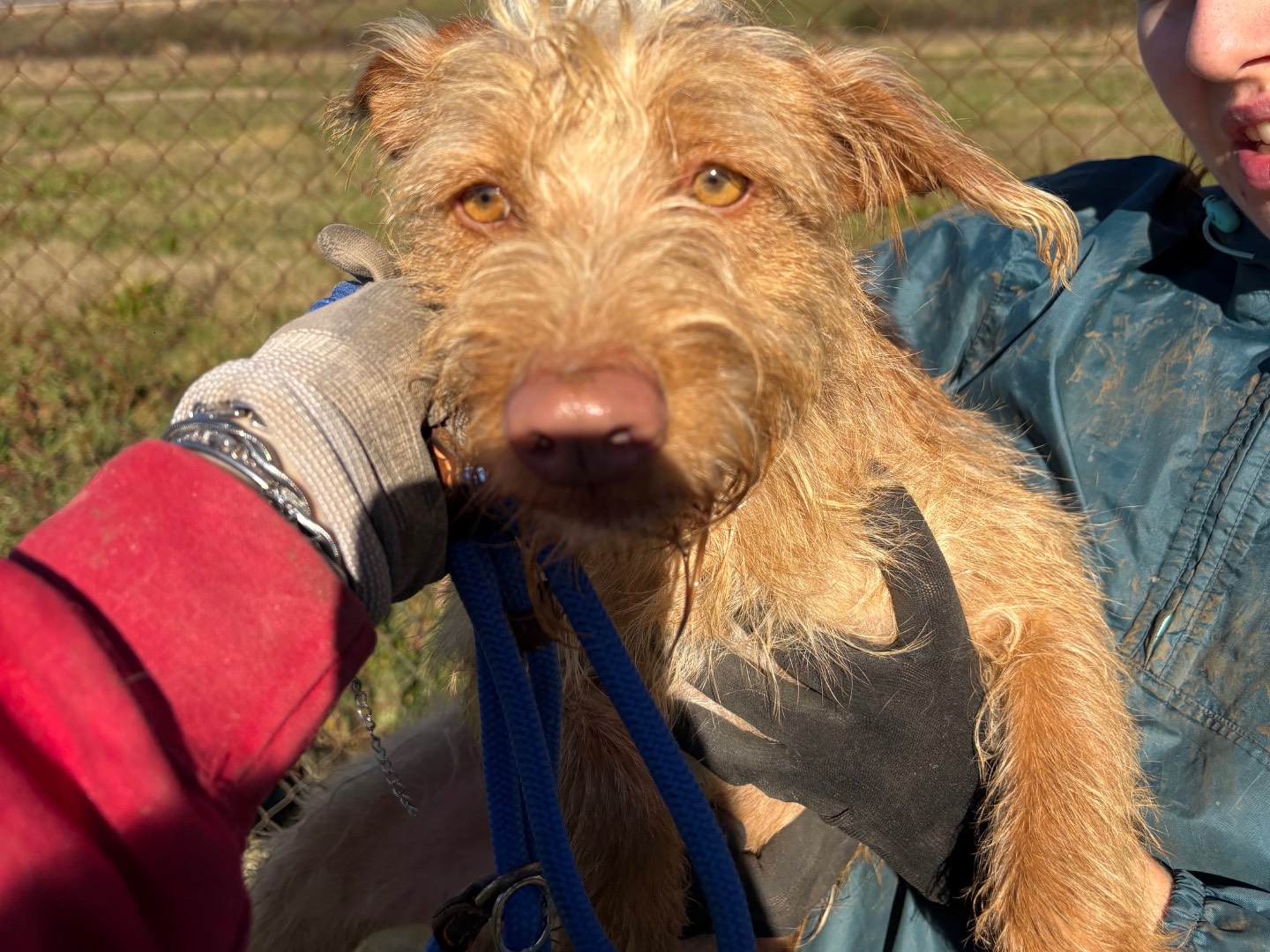 Adozione cane, maschio, Razza sconosciuta Razza sconosciuta, 2 anni e 3 mesi, taglia piccola, Frosinone