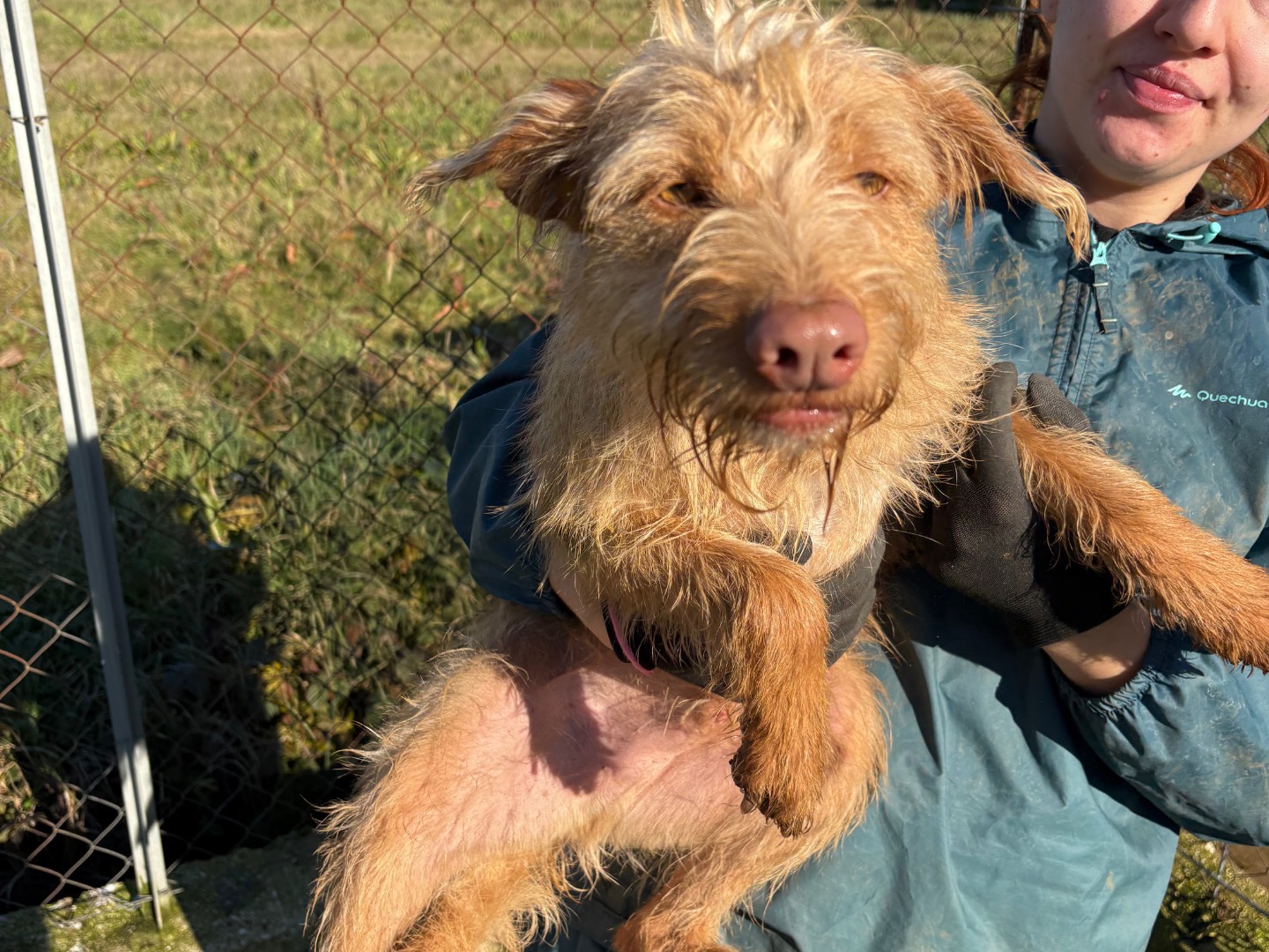 Adotta un cane, maschio, 2 anni e 3 mesi, Frosinone