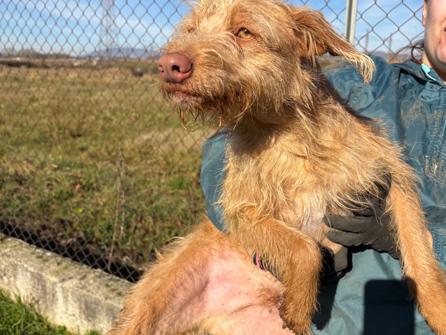 Vuoi adottare un cane a Frosinone?