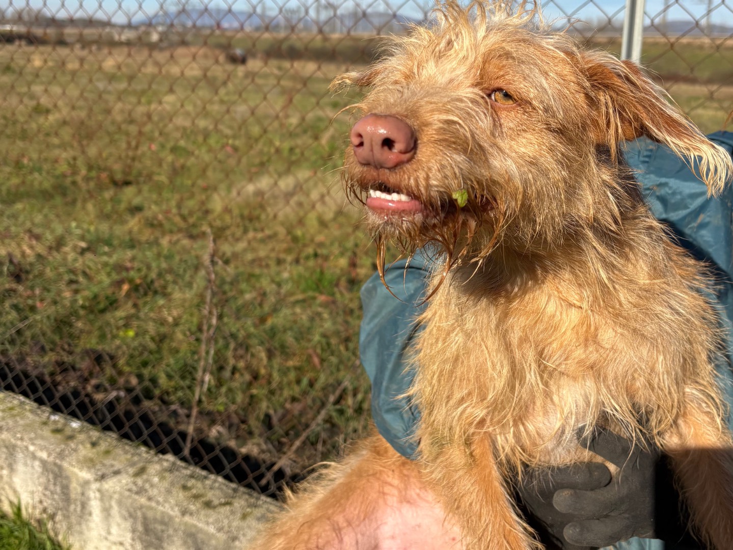 Adotta il cane Milo a Frosinone