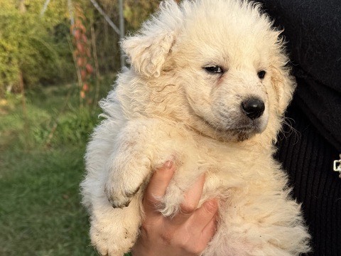 Adozione cane, maschio, Razza sconosciuta Razza sconosciuta, 6 giorni, taglia grande, Latina