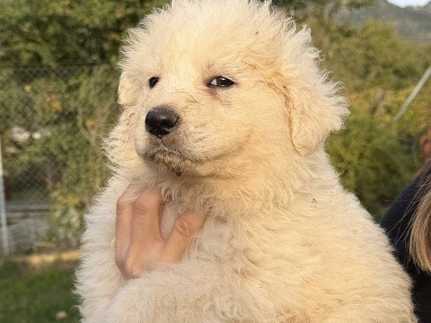 Adotta un cane, maschio, 6 giorni, Latina