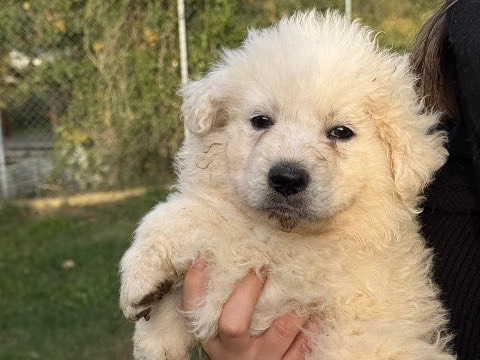 Adotta un cane, taglia grande, maschio, Latina