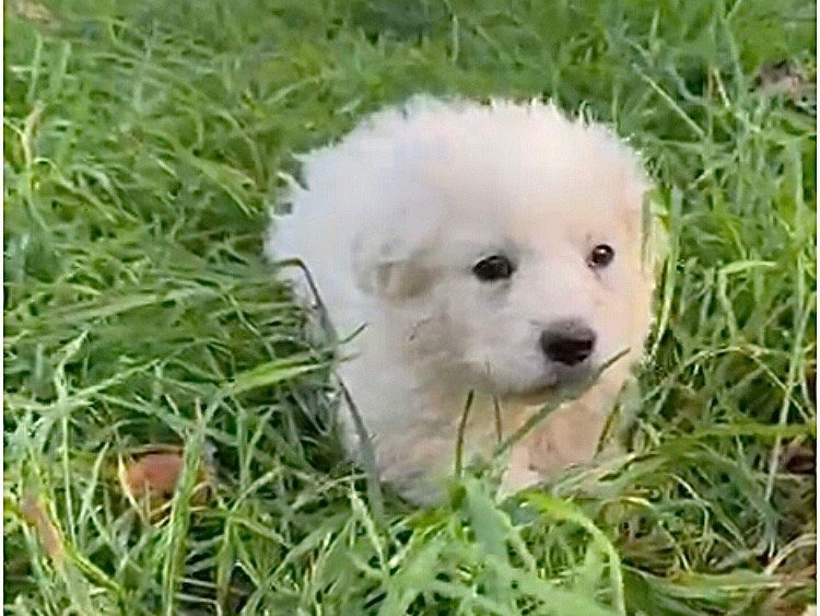 Vuoi adottare un cane a Latina?