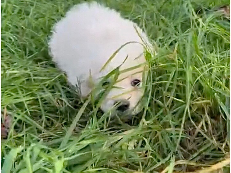 Adotta il cane Giacinto a Latina