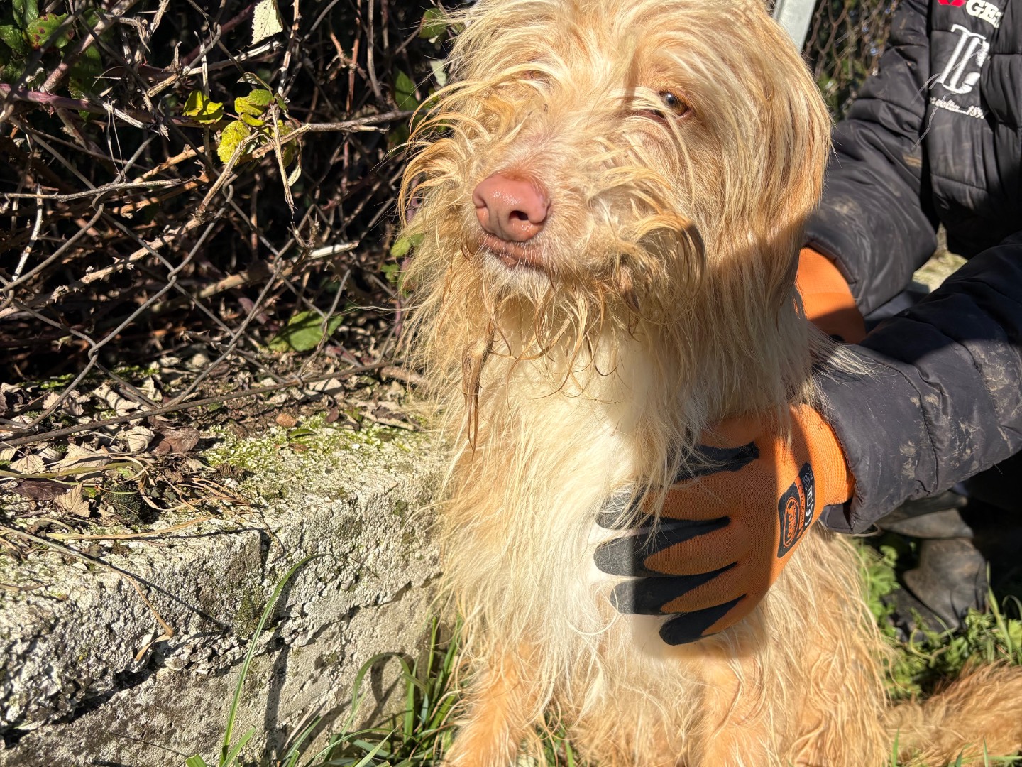 Adozione cane, maschio, Razza sconosciuta Razza sconosciuta, 2 anni e 6 mesi, taglia piccola, Frosinone