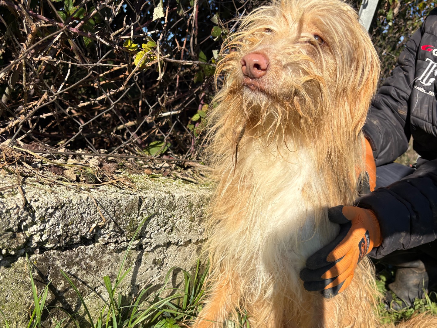 Adotta un cane, maschio, 2 anni e 6 mesi, Frosinone