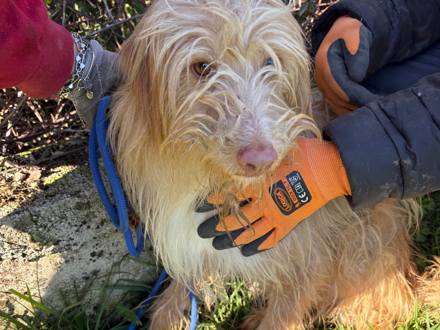 Adotta un cane, taglia piccola, maschio, Frosinone