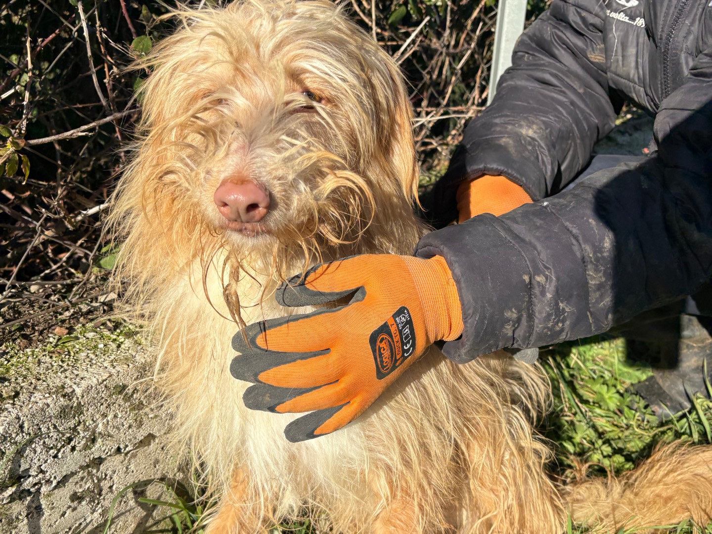 Vuoi adottare un cane a Frosinone?