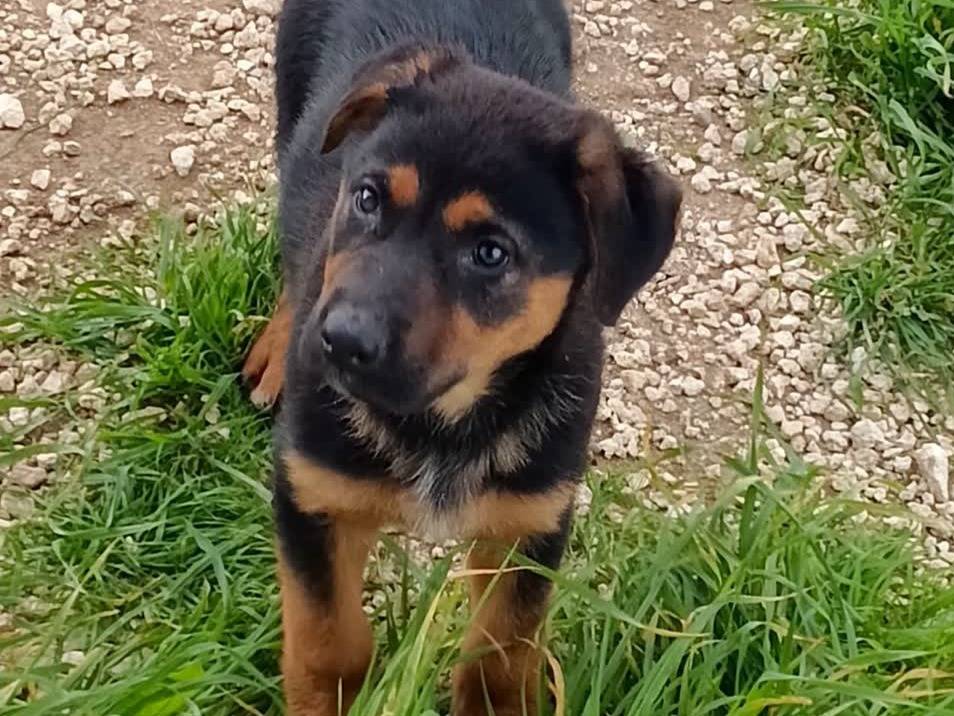 Adozione cane, femmina, Razza sconosciuta Razza sconosciuta, 3 mesi, taglia media, Padova