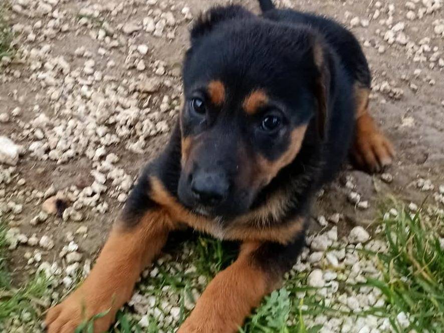 Adotta un cane, femmina, 3 mesi, Padova