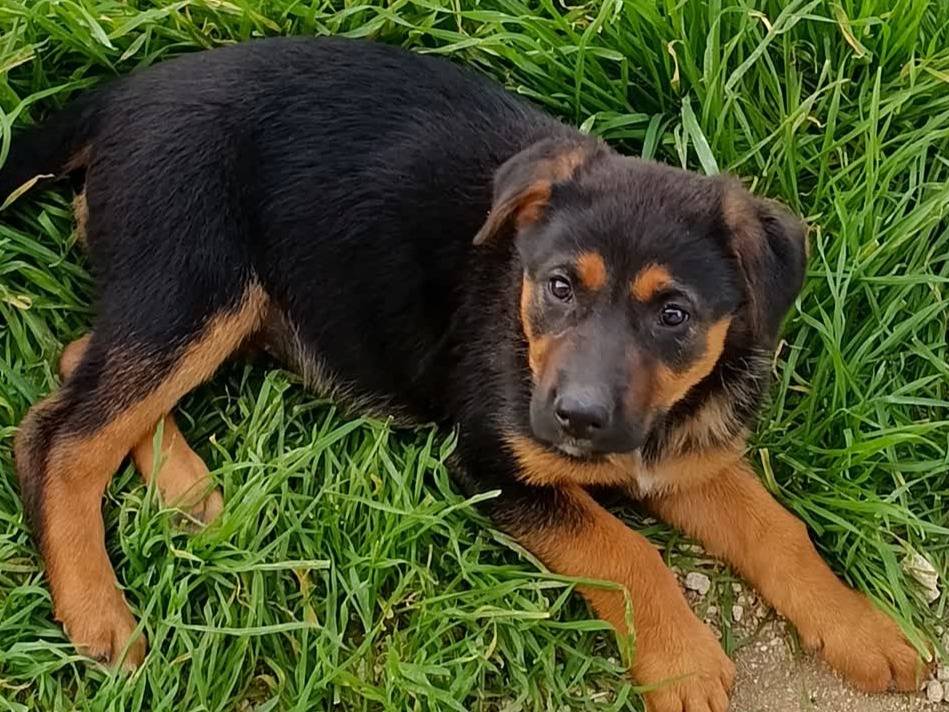 Adotta un cane, taglia media, femmina, Padova