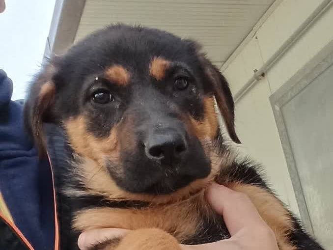 Vuoi adottare un cane a Padova?