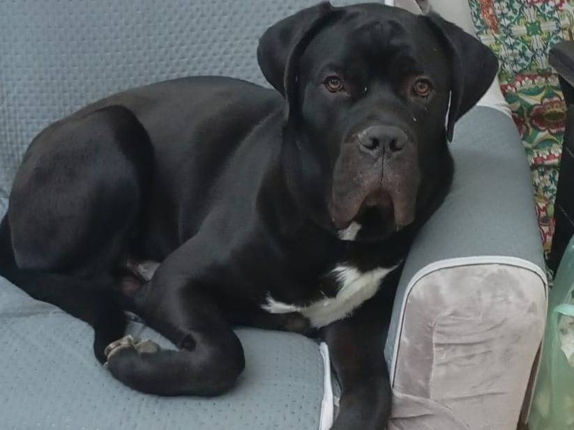 Adozione cane, maschio, Corso Razza sconosciuta, 10 mesi, taglia gigante, Modena