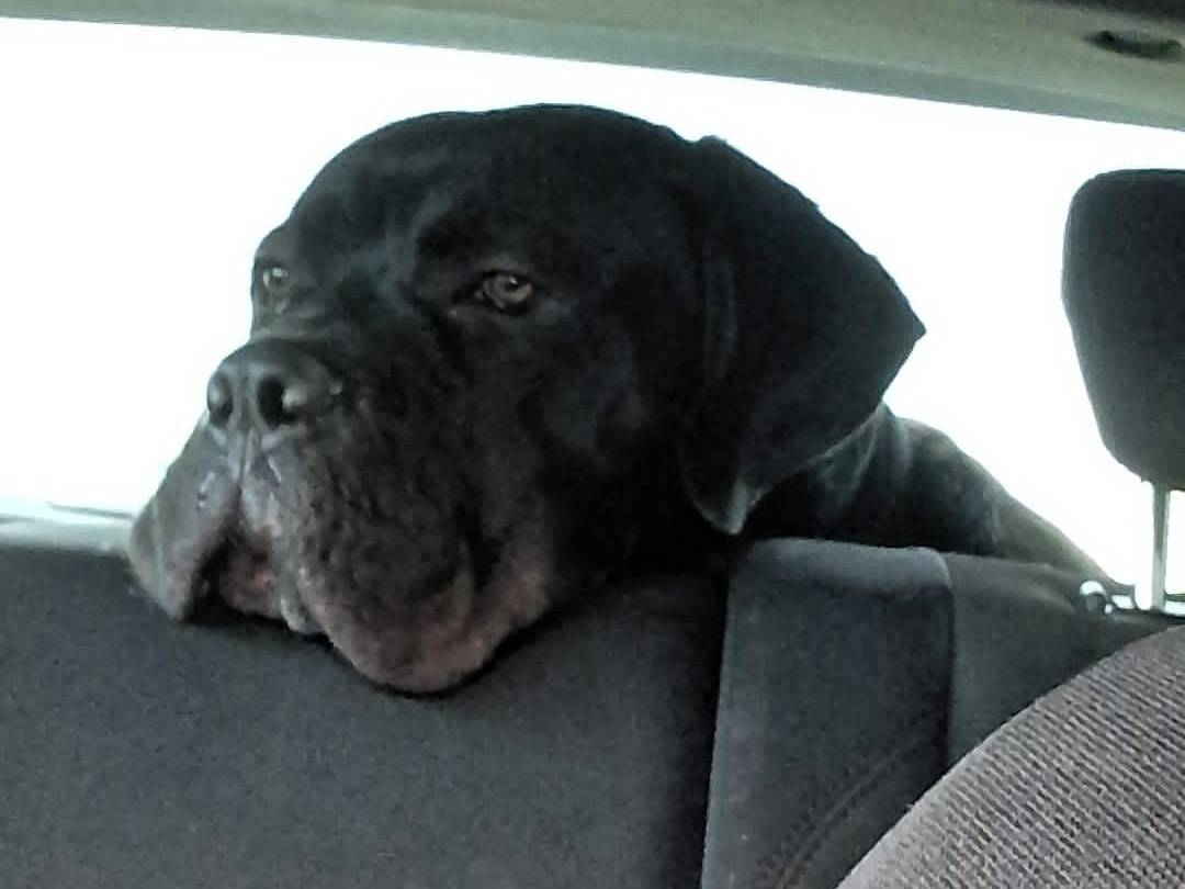 Adotta un cane, maschio, 10 mesi, Modena