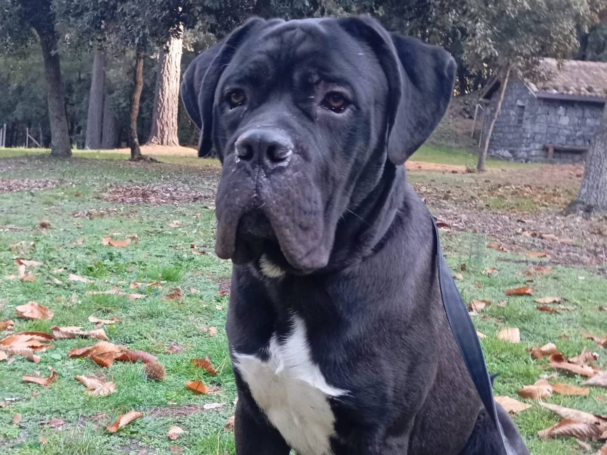 Adotta un cane, taglia gigante, maschio, Modena