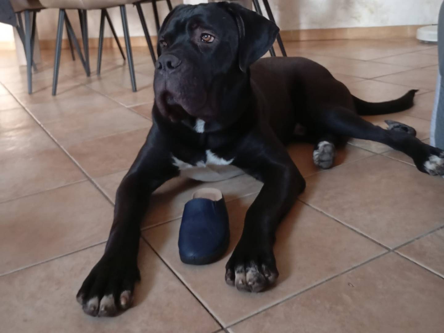 Vuoi adottare un cane a Modena?