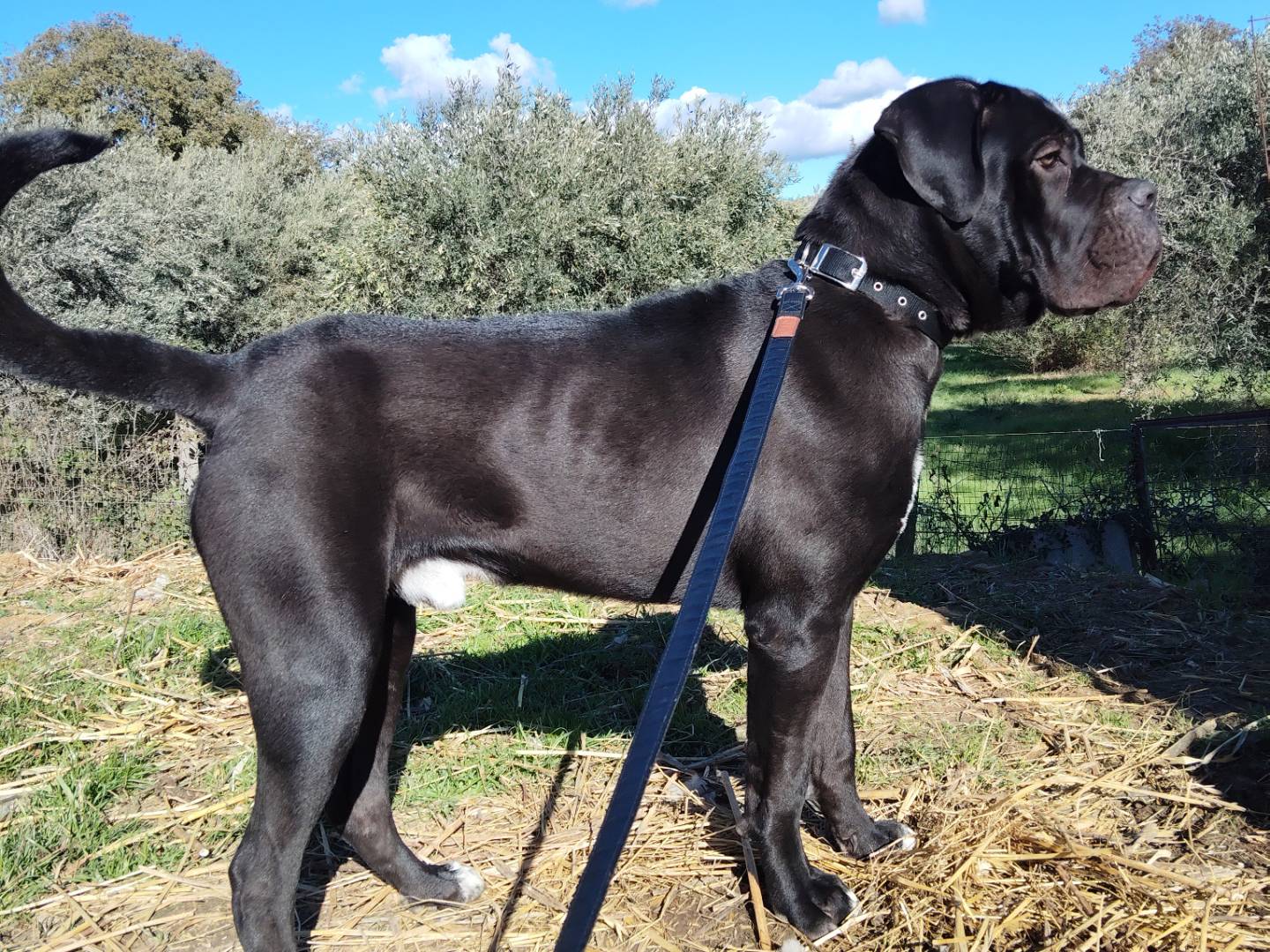 Adotta il cane KAYDO CORSO puro  a Modena