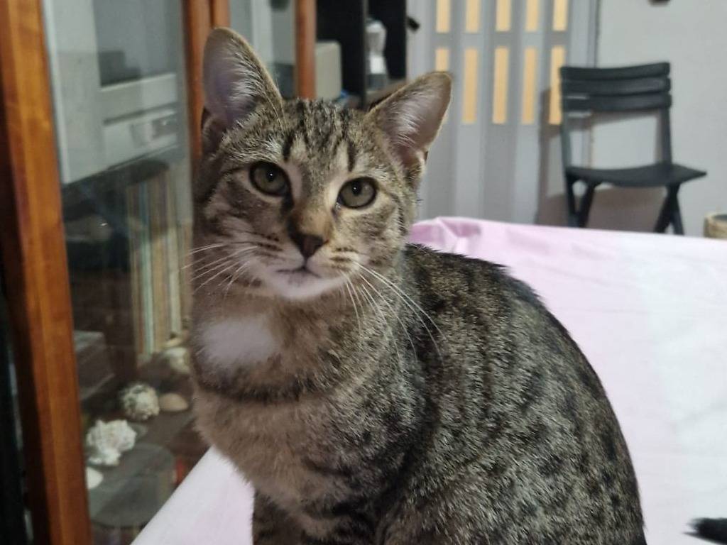 Adozione gatto, maschio, Razza sconosciuta Razza sconosciuta, 4 mesi, taglia non valida, Piacenza