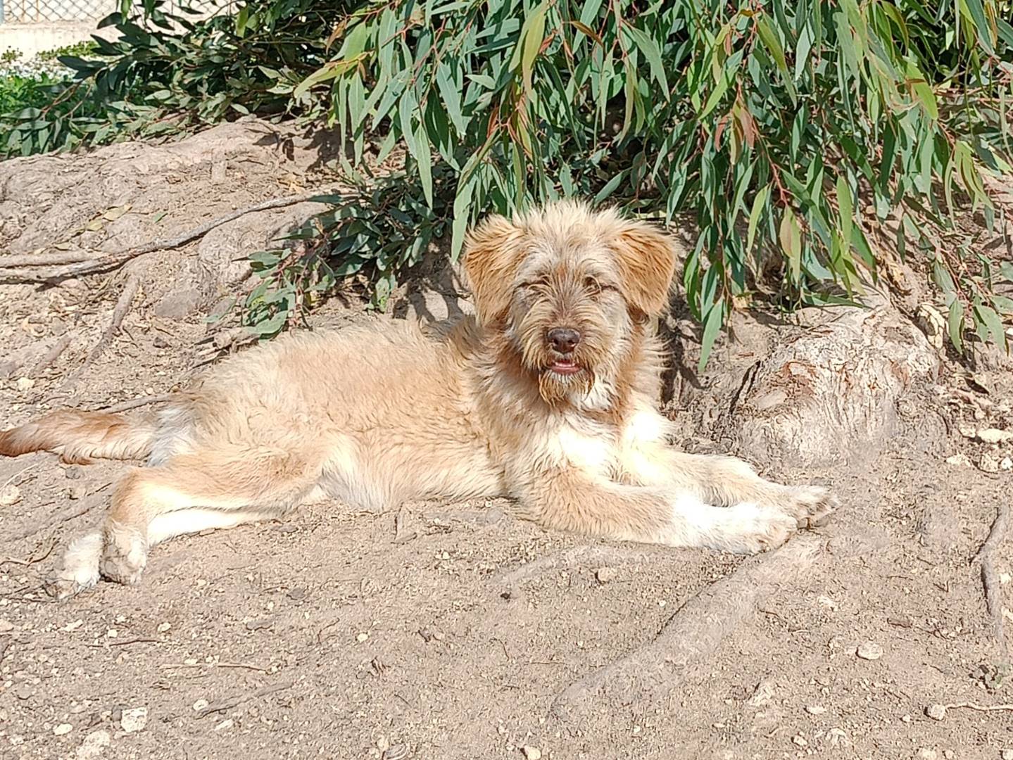 Adozione cane, femmina, Razza sconosciuta Razza sconosciuta, 7 mesi, taglia media, Ragusa